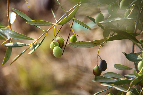 La perfeccion del olivo